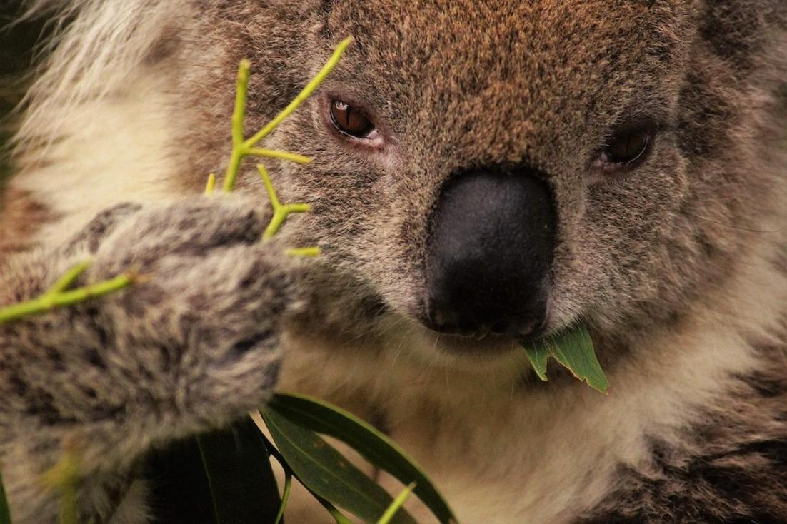 קייפ אוטוואי Bimbi Park - Camping Under Koalas מראה חיצוני תמונה